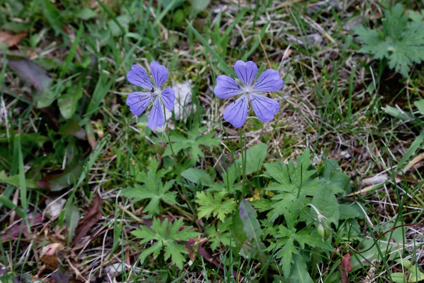 Image of Geranium collinum specimen.