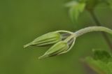 Geranium wlassovianum