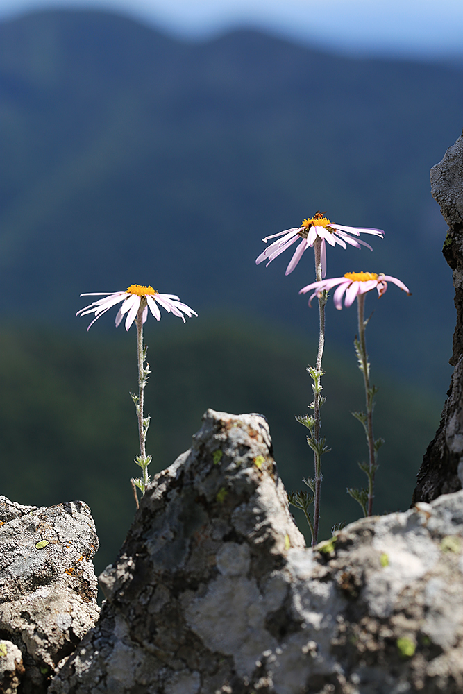 Image of Chrysanthemum oreastrum specimen.