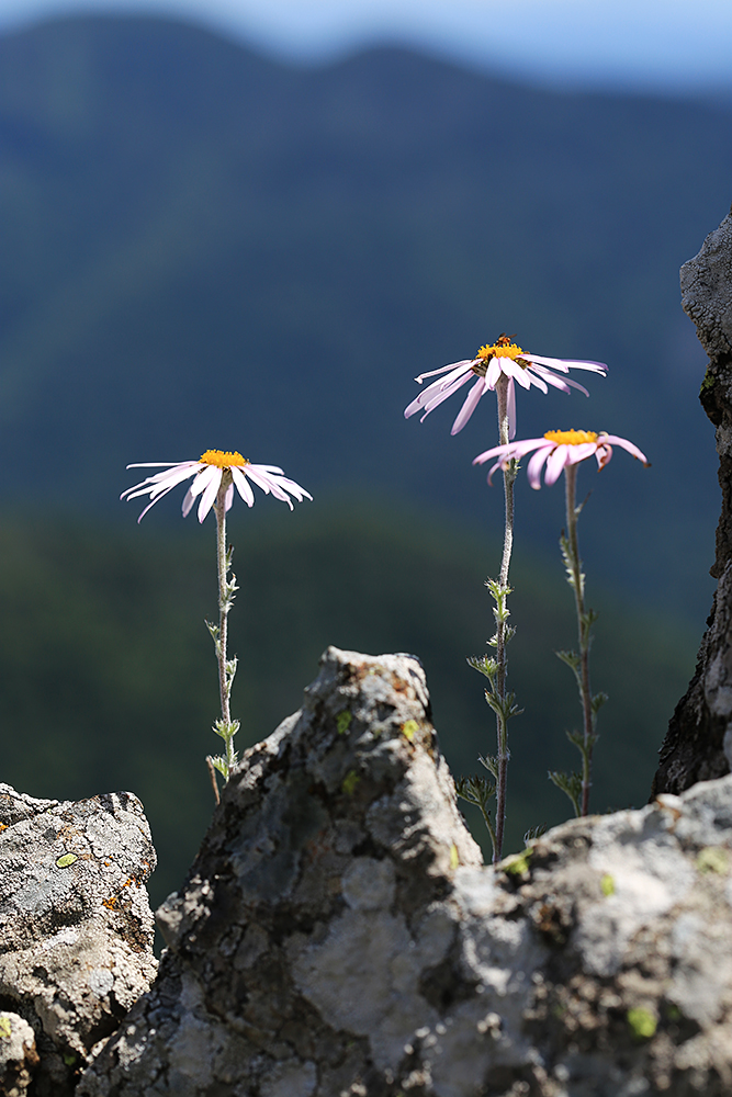 Изображение особи Chrysanthemum oreastrum.