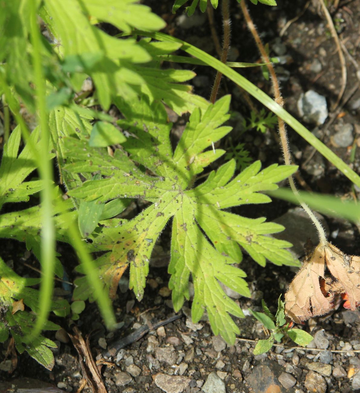 Изображение особи род Geranium.