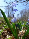 Scilla siberica. Цветущее растение (вероятно одичавшее). Новгородская обл., Окуловский р-н, бывшая усадьба \"Матвейково\". 05.05.2009.