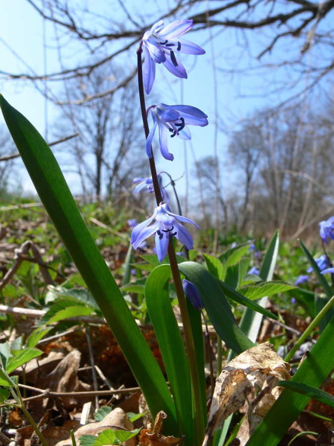 Изображение особи Scilla siberica.