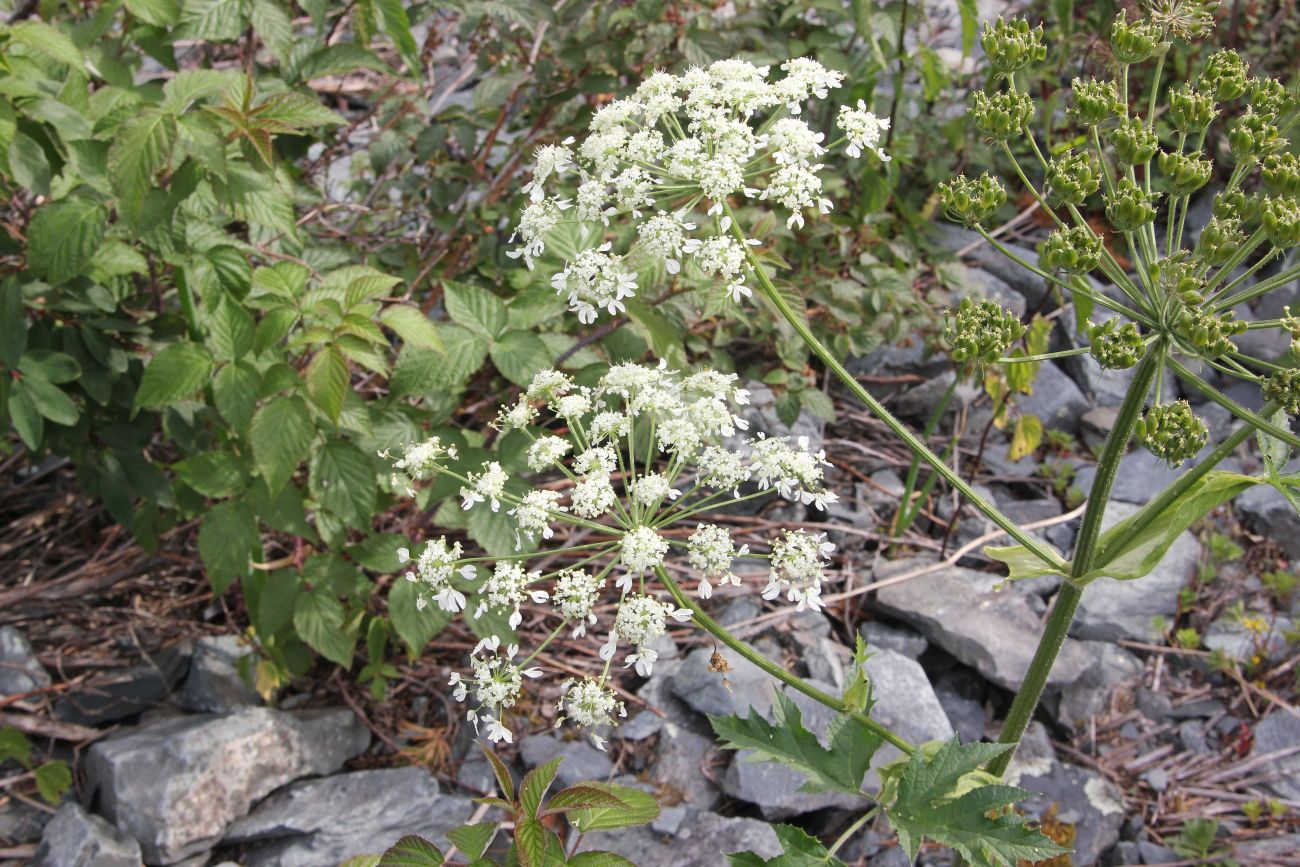 Image of Heracleum dissectum specimen.
