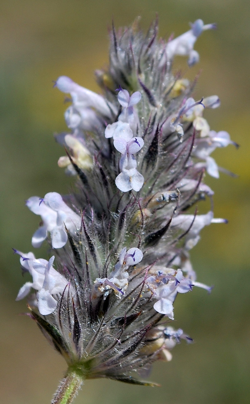 Image of Nepeta podostachys specimen.