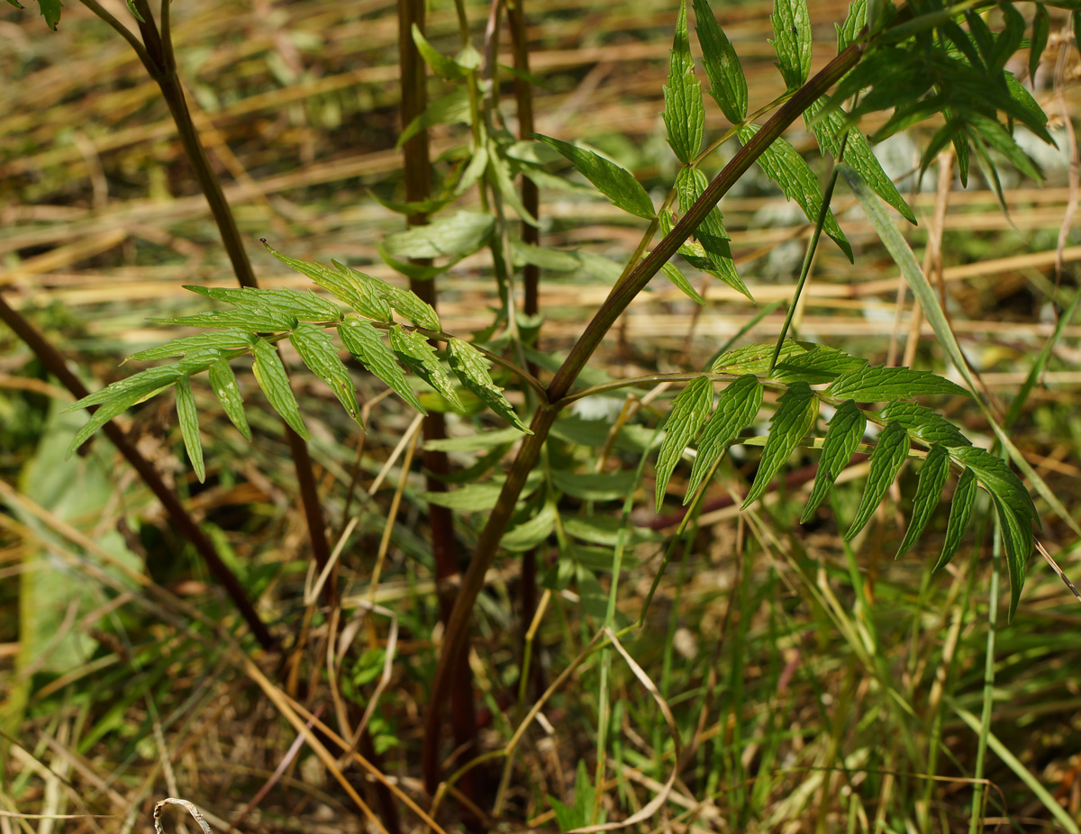 Изображение особи Valeriana officinalis.