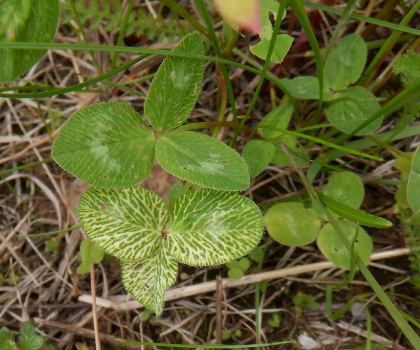 Image of Trifolium pratense specimen.