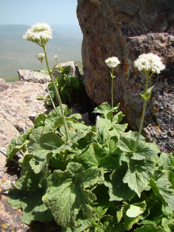 Image of Valeriana tiliifolia specimen.
