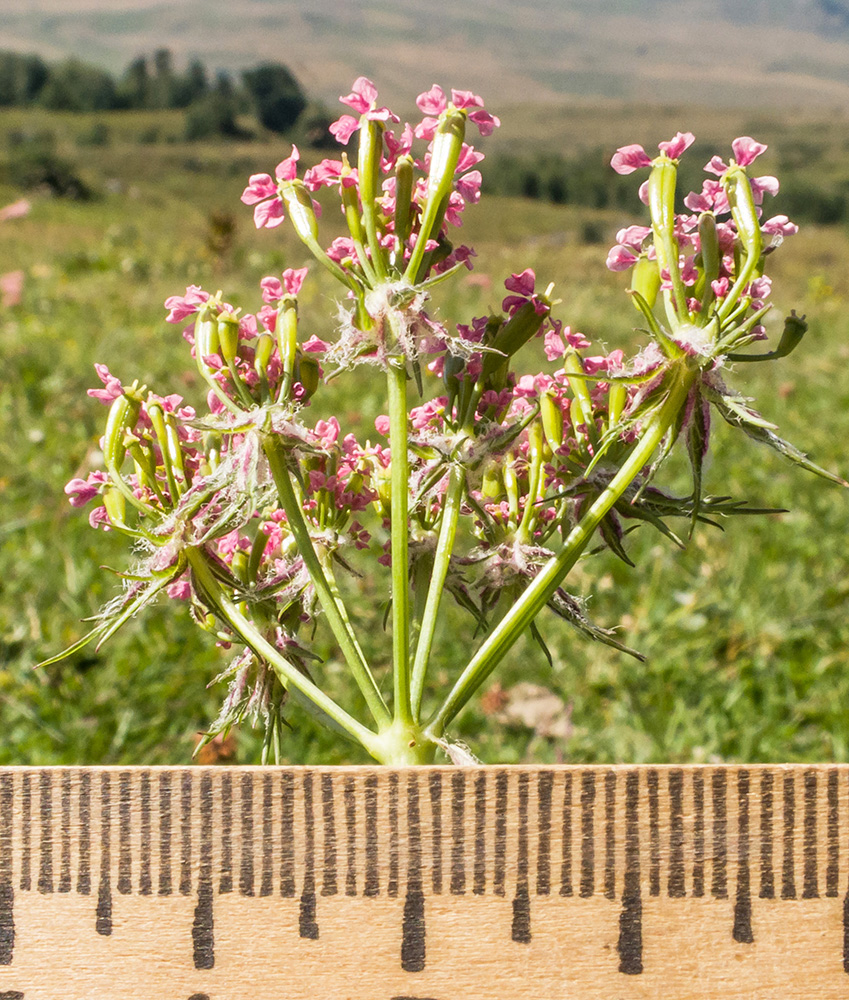 Изображение особи Chaerophyllum rubellum.