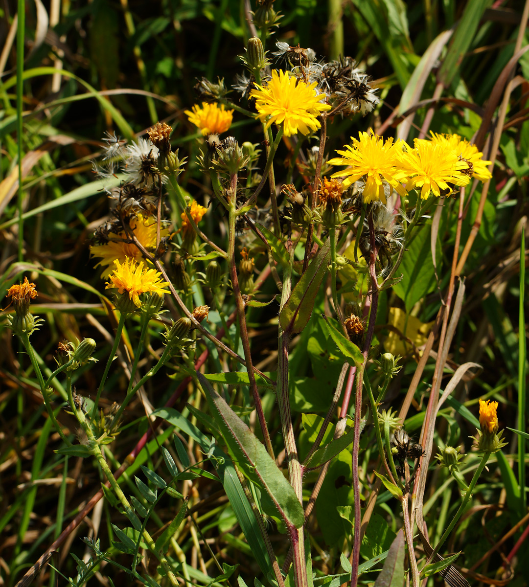 Image of Picris hieracioides specimen.