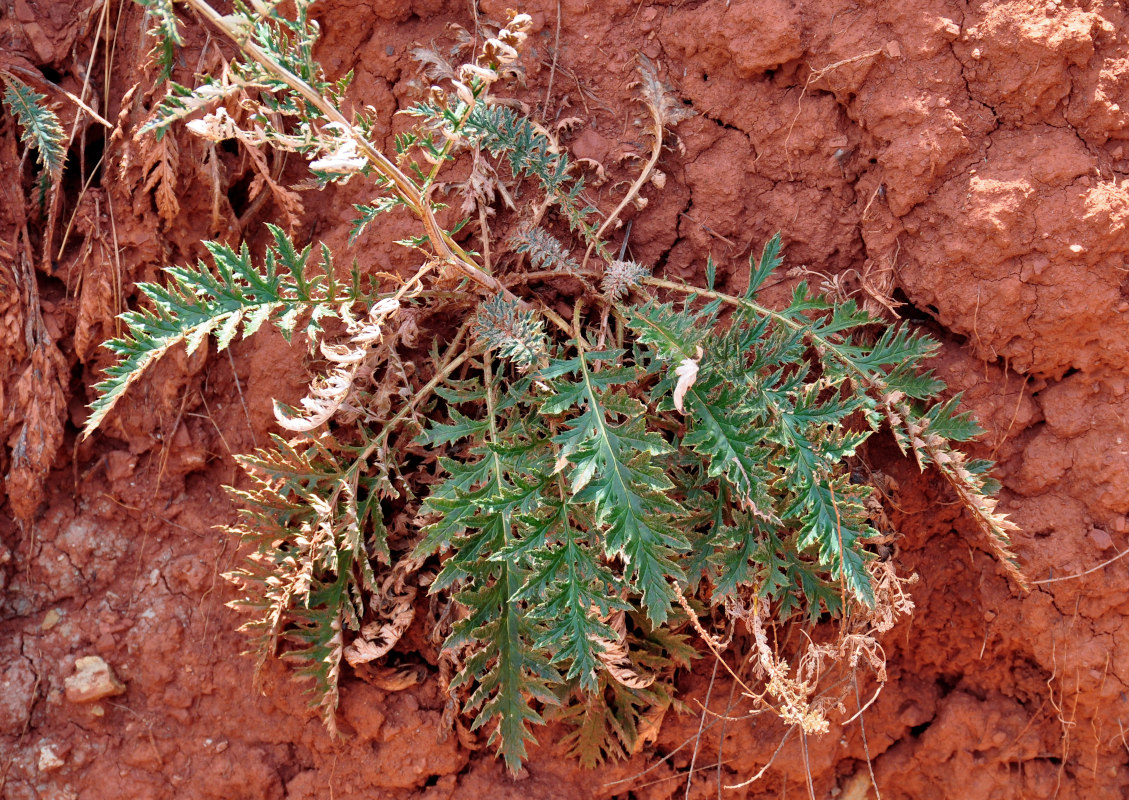 Image of Echinops meyeri specimen.