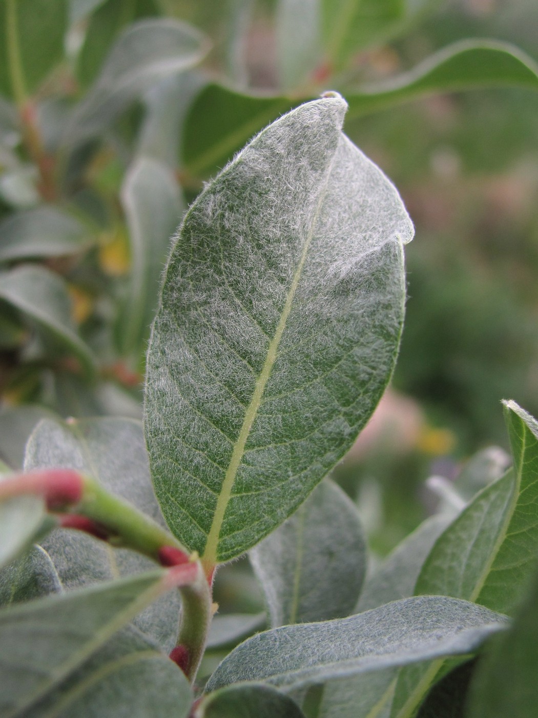 Изображение особи Salix pantosericea.