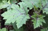 Solanum aculeatissimum