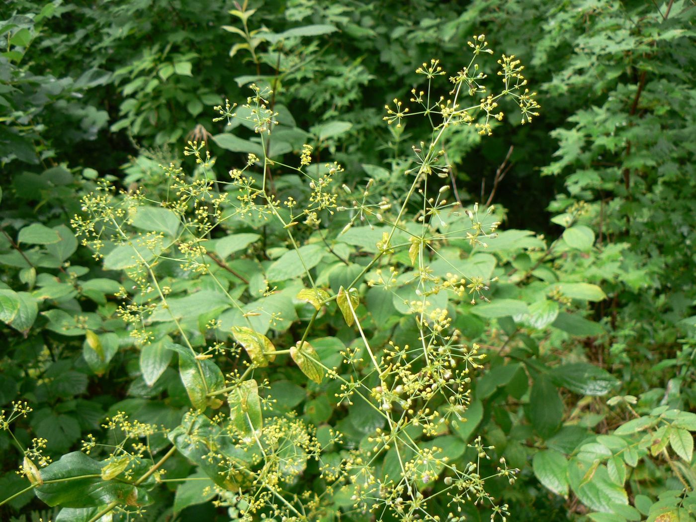 Изображение особи Bupleurum longiradiatum.