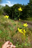 Lotus corniculatus