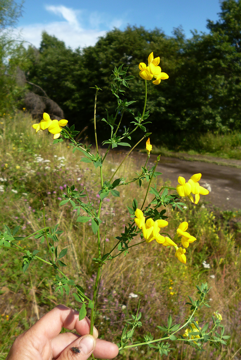 Изображение особи Lotus corniculatus.
