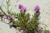 Thymus sessilifolius