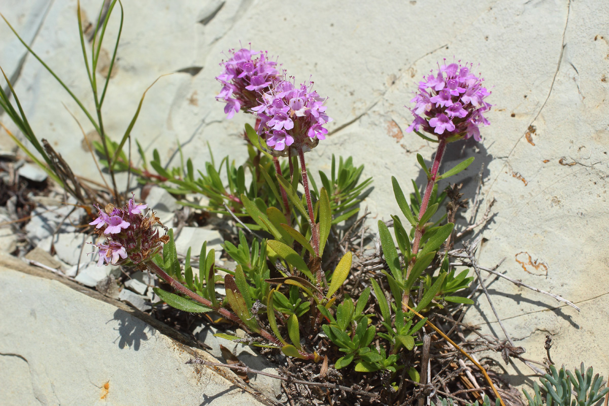 Image of Thymus sessilifolius specimen.