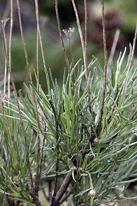 Изображение особи Lepidolopha komarowii.