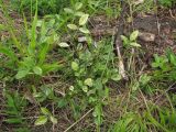 Psoralea подвид pontica