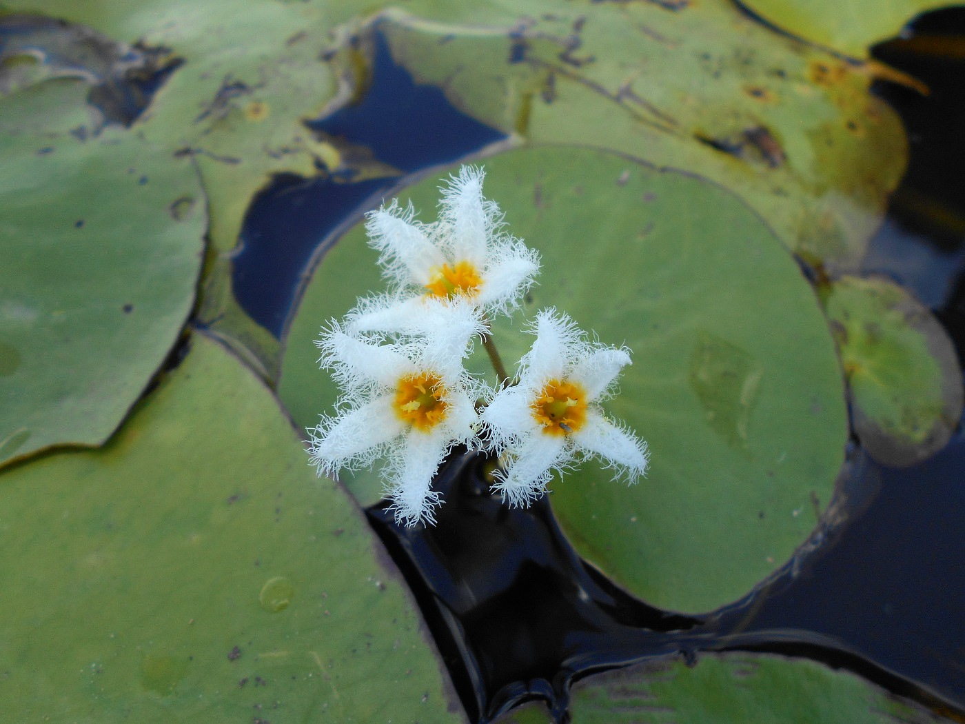 Image of Nymphoides indica specimen.