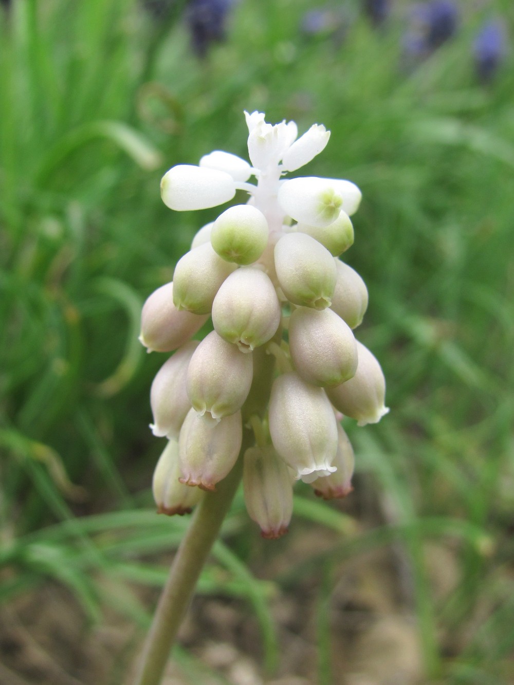 Изображение особи Muscari neglectum.