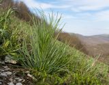 Asphodeline taurica. Вегетирующее растение. Краснодарский край, м/о г. Новороссийск, гора Лысая-Новороссийская, ≈ 500 м н.у.м., горный луг. 24.04.2021.