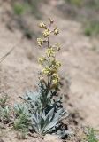 Matthiola odoratissima. Цветущее растение. Крым, окр. с. Зеленогорье, ущ. р. Пананьян-Узень, глинистый склон к реке. 5 мая 2021 г.