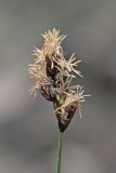 Carex divisa