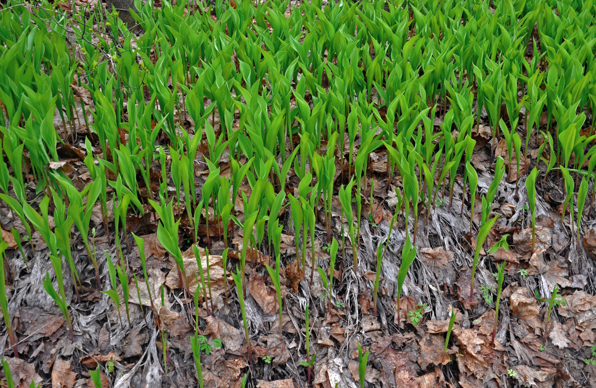 Image of Convallaria majalis specimen.