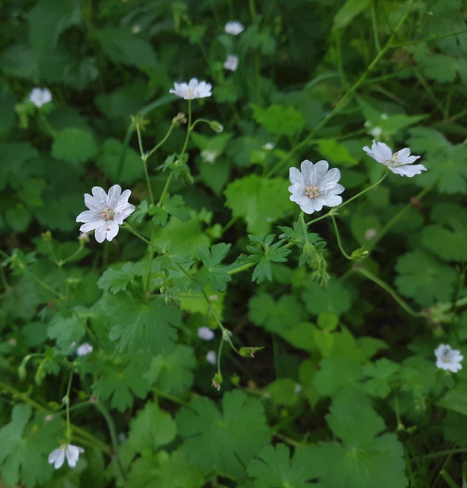 Изображение особи Geranium pyrenaicum.