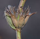 Image of taxon representative. Author is Татьяна Мальчинская