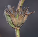 Sideritis pullulans