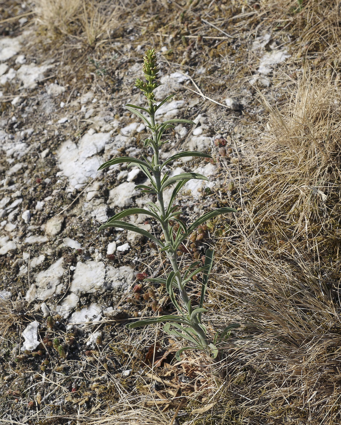 Image of Silene klokovii specimen.