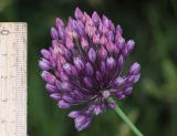 Allium rotundum