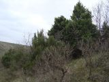 Juniperus foetidissima