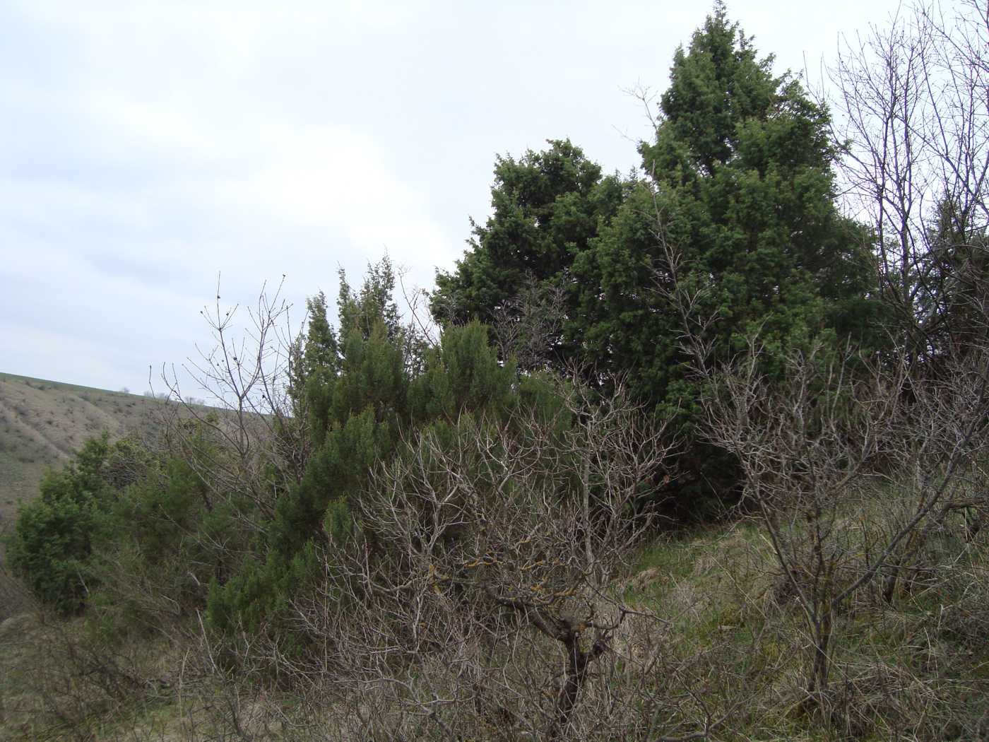 Image of Juniperus foetidissima specimen.