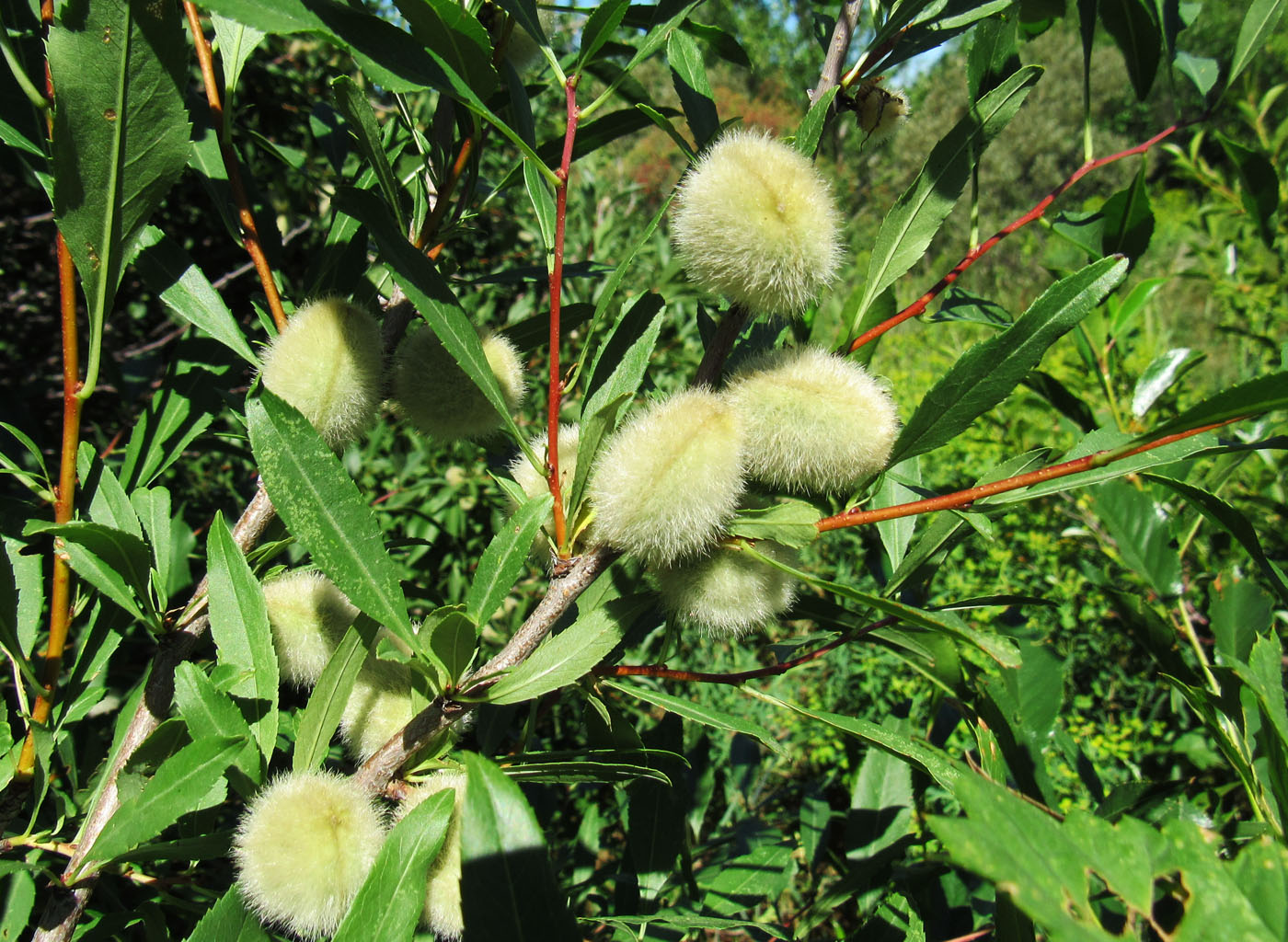 Image of Amygdalus nana specimen.