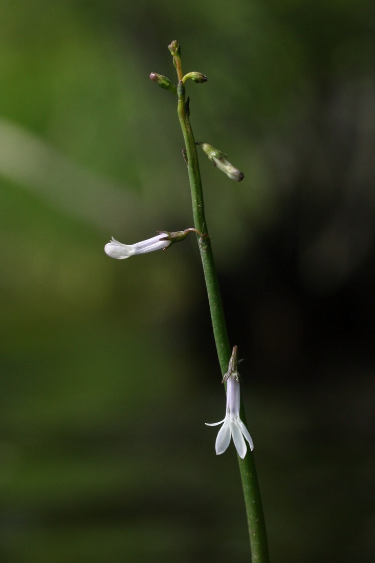 Изображение особи Lobelia dortmanna.