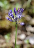 Allium litvinovii