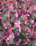 Begonia × hortensis