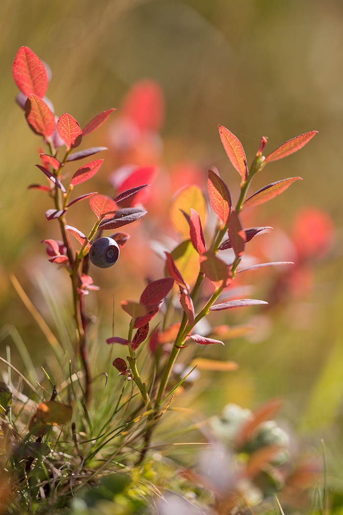 Изображение особи Vaccinium myrtillus.