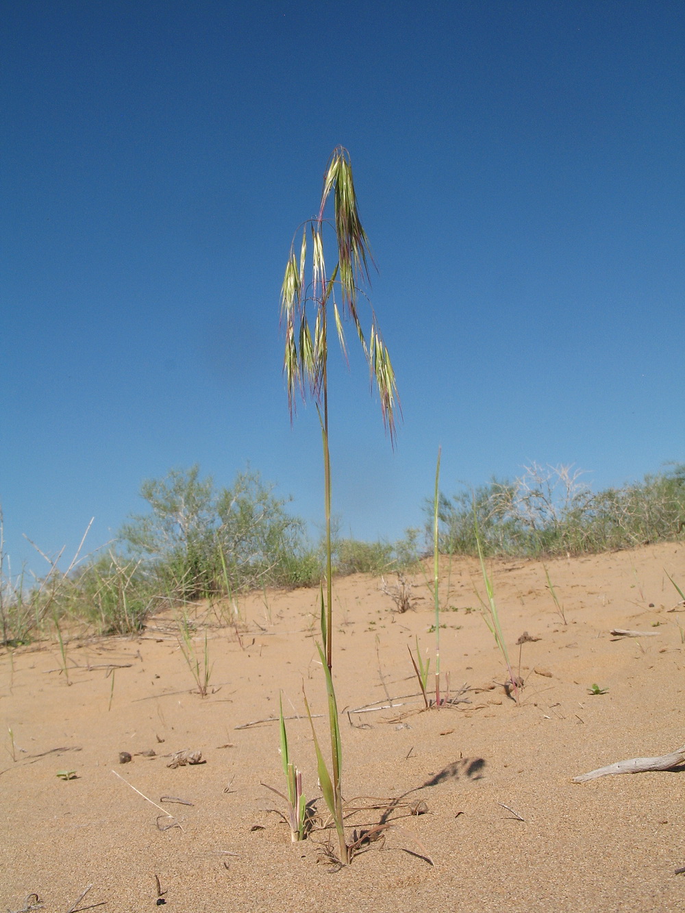 Изображение особи Anisantha tectorum.