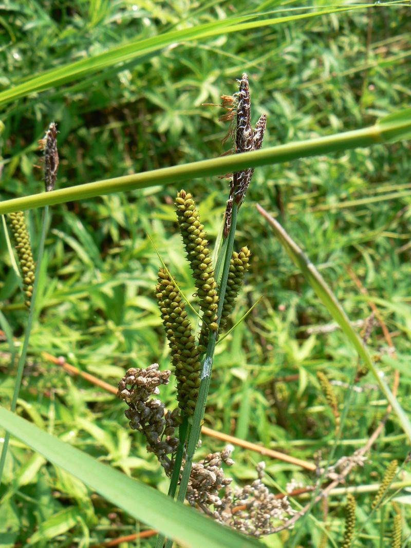 Image of Carex schmidtii specimen.