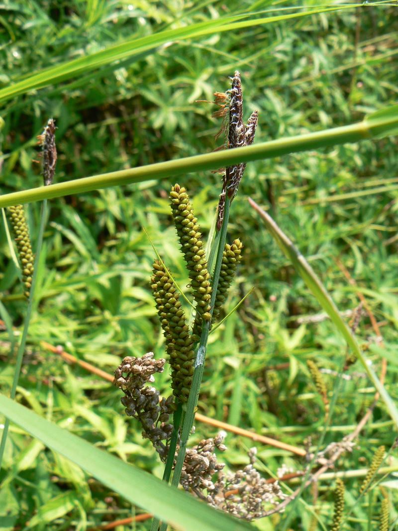 Изображение особи Carex schmidtii.