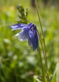 Aquilegia glandulosa. Верхушка генеративного побега. Республика Алтай, Усть-Коксинский р-н, окр. с. Мульта, перешеек между Нижним и Средним Мультинскими озёрами, поляна в сосновом лесу. 09.07.2021.