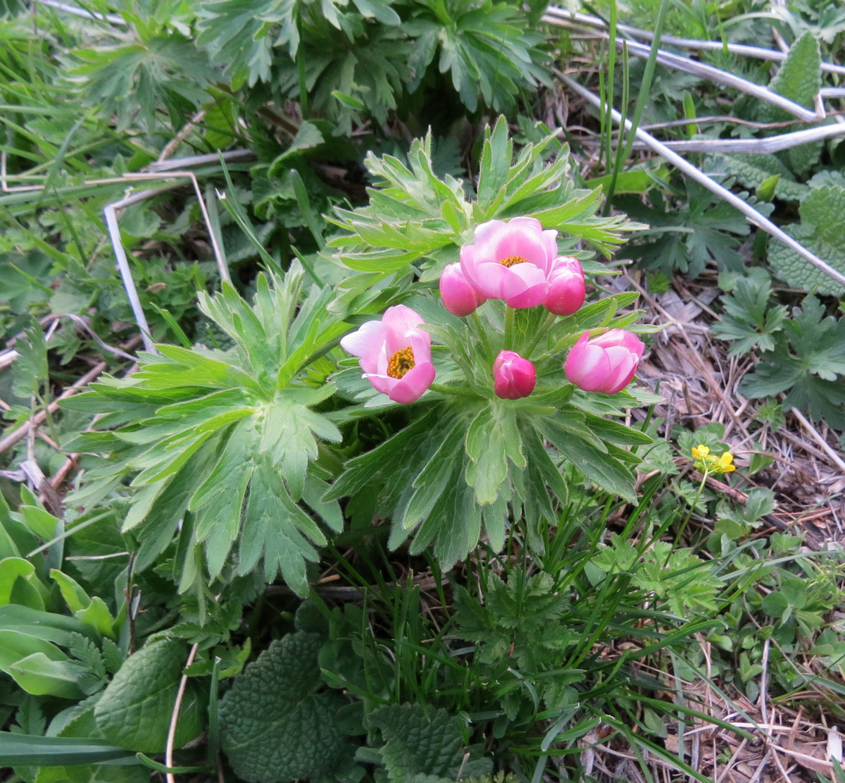 Image of Anemonastrum fasciculatum specimen.