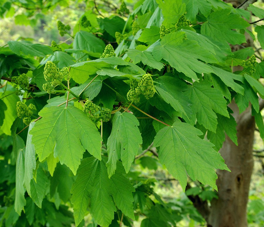 Image of Acer velutinum specimen.