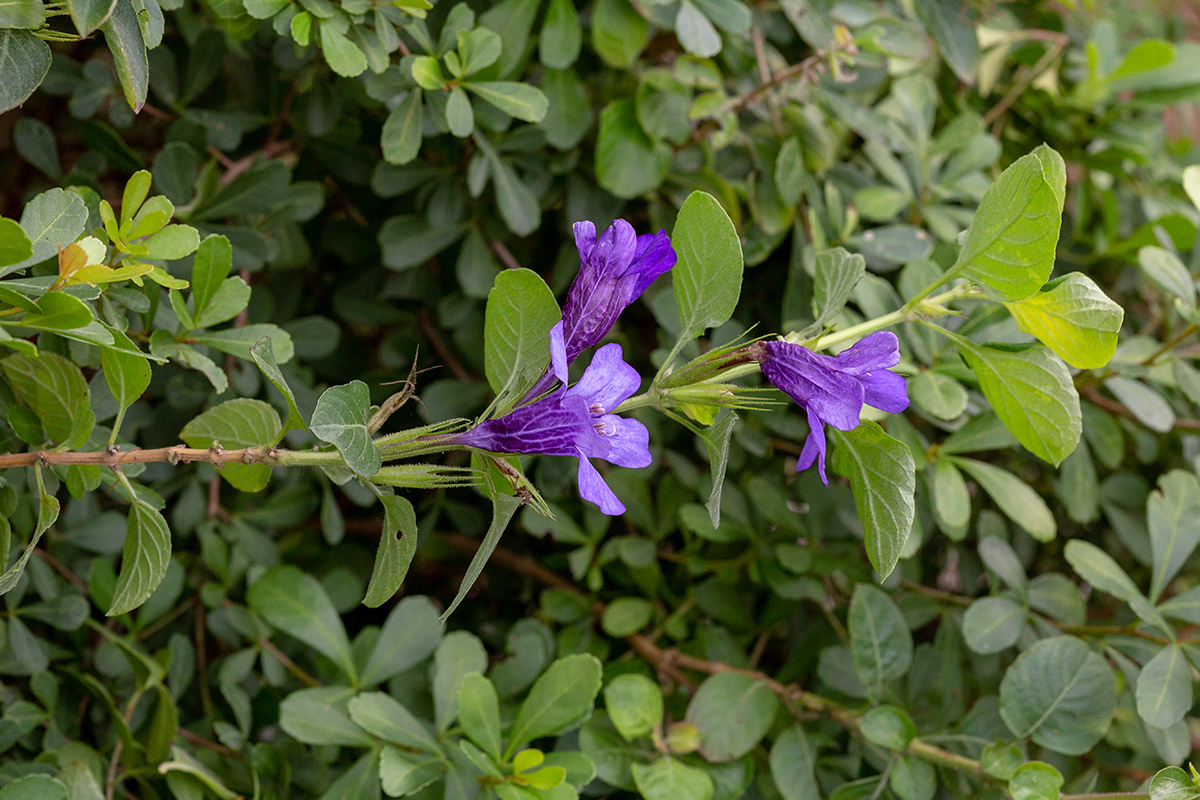 Изображение особи Dyschoriste thunbergiiflora.