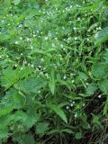 Cerastium holosteum